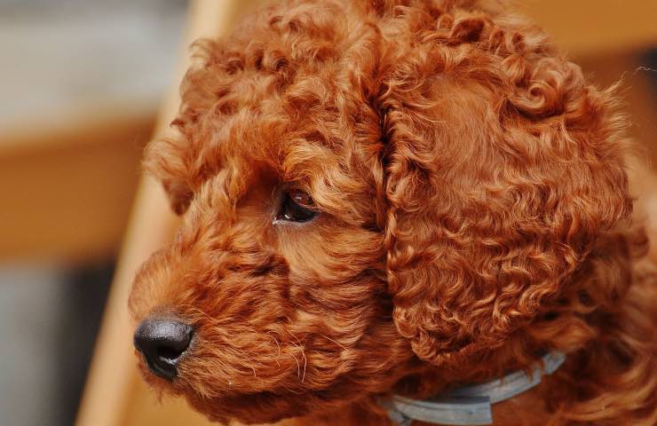 vergogna cucciolo barboncino oggetto