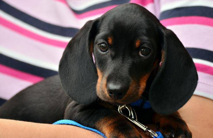 cuccioli spacciati per sani