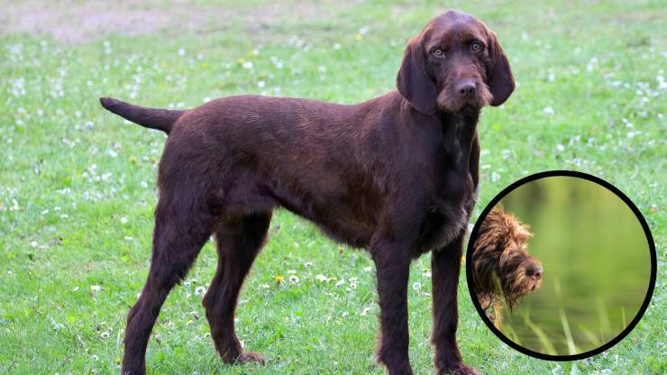 pudelpointer