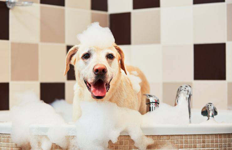 Lavare il cane