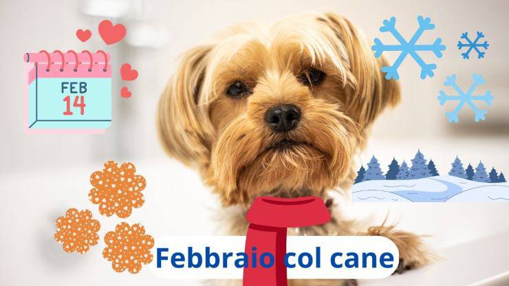 Cosa fare a febbraio col cane