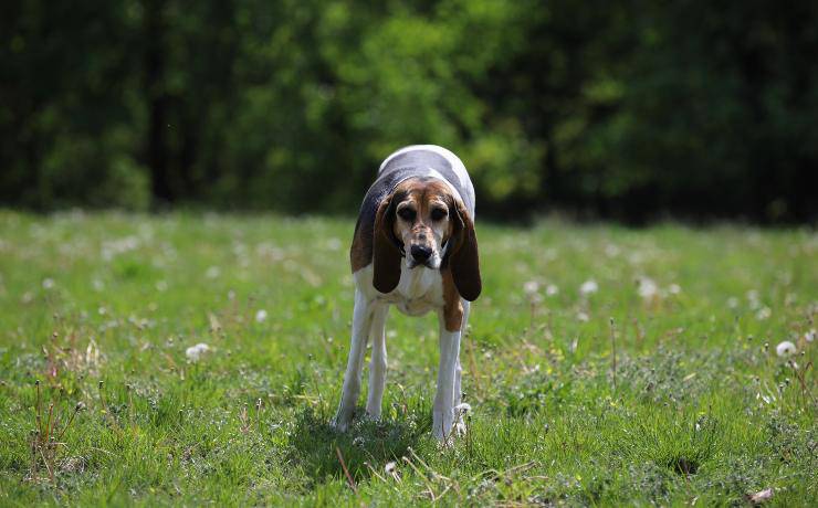 foxhound english
