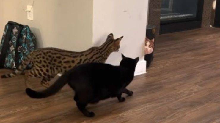 gatti scherzo gatto finto