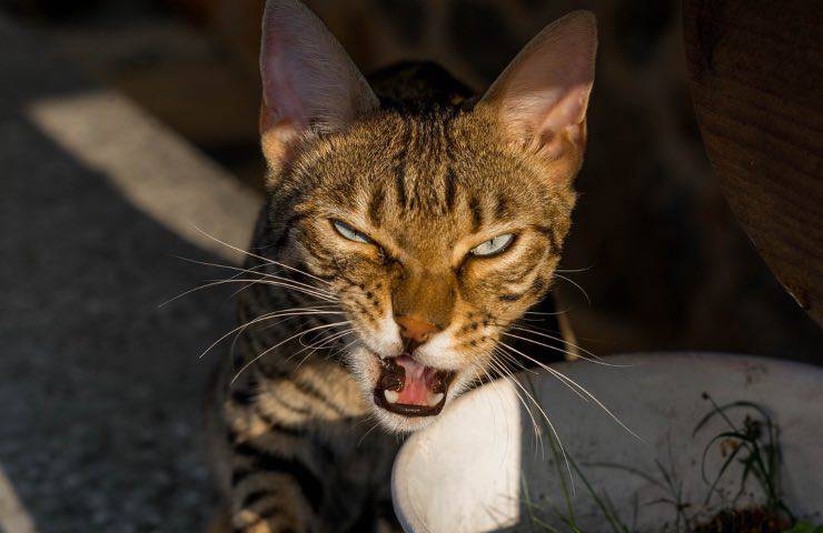 gatto bengala rischi animali