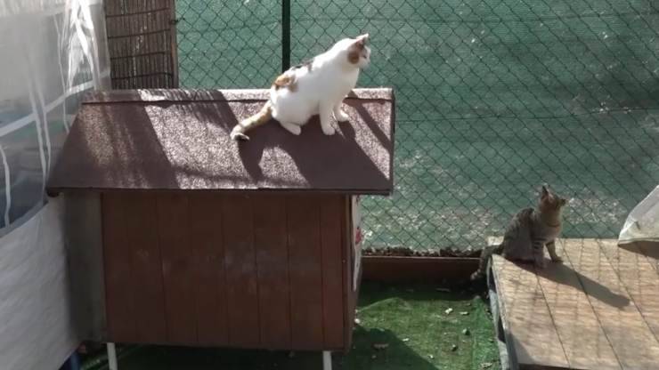 comune vuole demolire gattile
