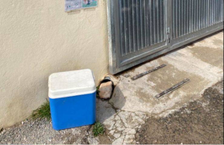 Gatto rinchiuso frigorifero abbandonato