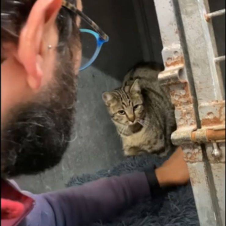 Gattino salvato frigorifero abbandonato