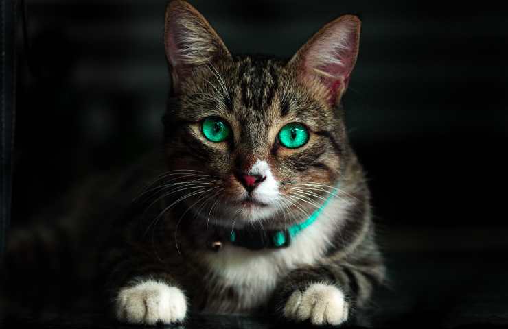 Gatto