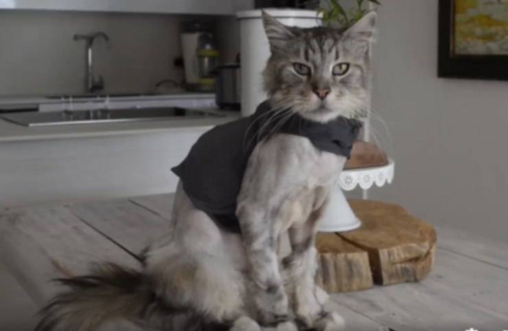 Gatto Romeo pacemaker intervento