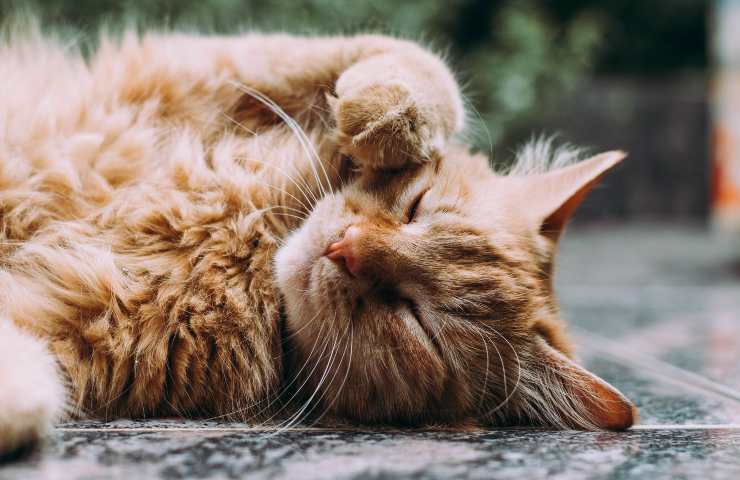 Gatto a pancia all'aria