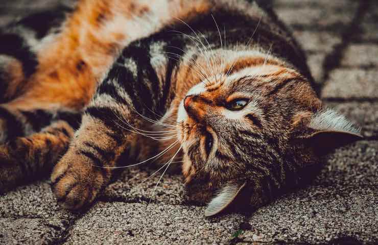 gatto auto crudele abbandono