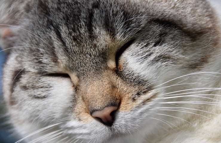 bocconi avvelenati strada gatto