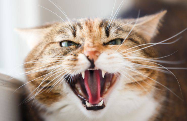 Gatto arrabbiato