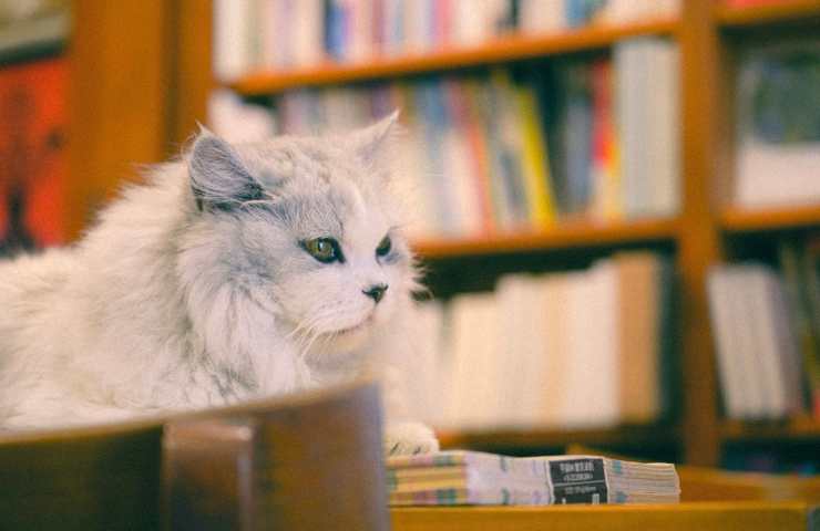 Gatto attento