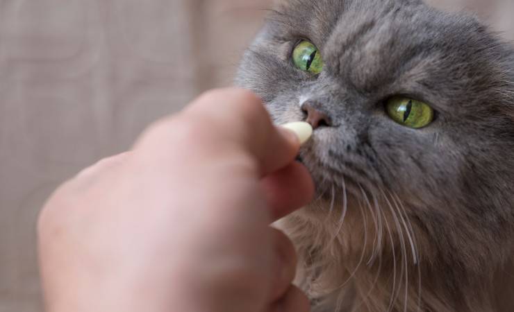 gatto integratori