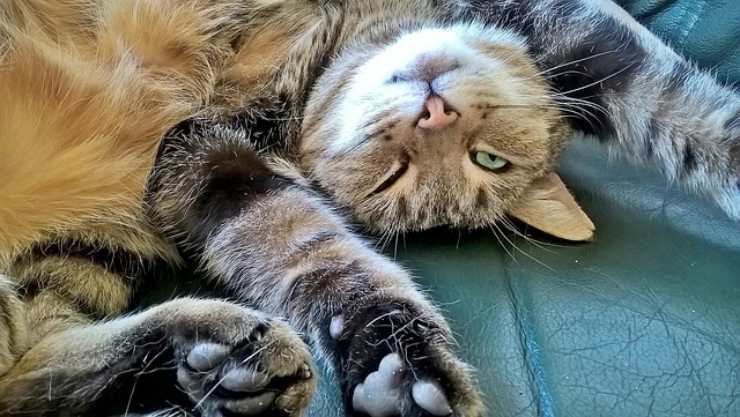 Gatto di schiena
