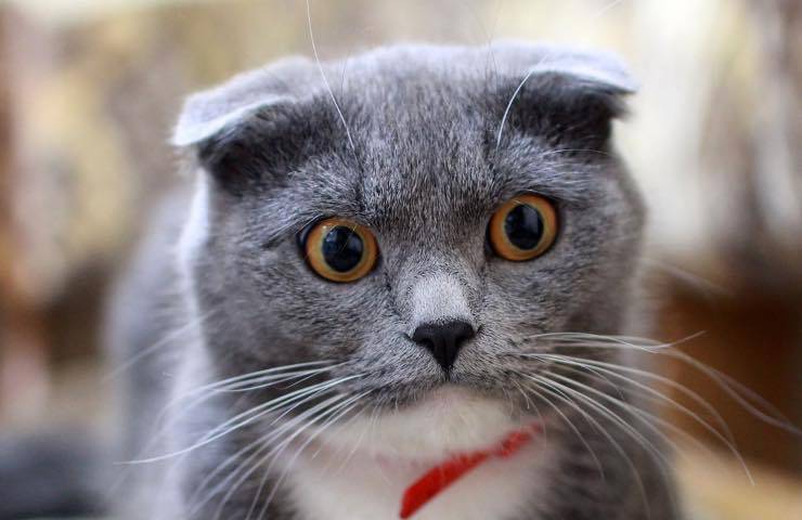 allergico gatto vuole separarsene