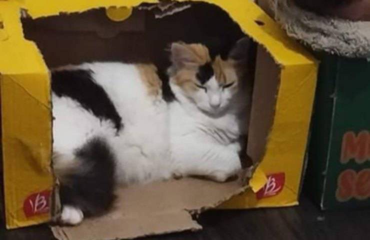 gatto bambino uniti