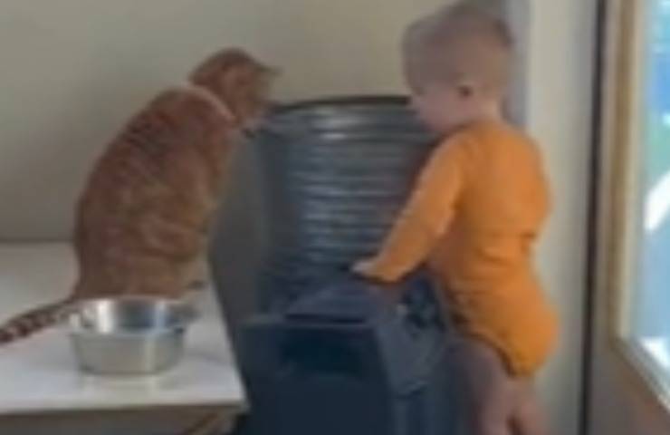Gatto bambino topolino nascosto