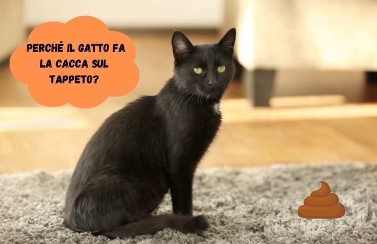 Gatto e cacca sul tappeto