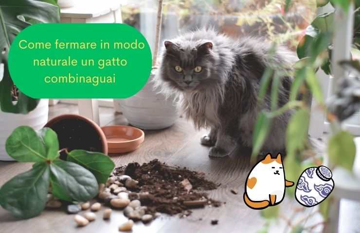 Gatto fa cadere il vaso