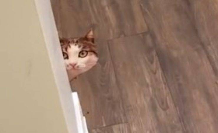 scherzo gatto finto