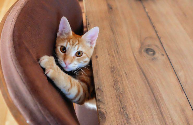 Unghie gatto