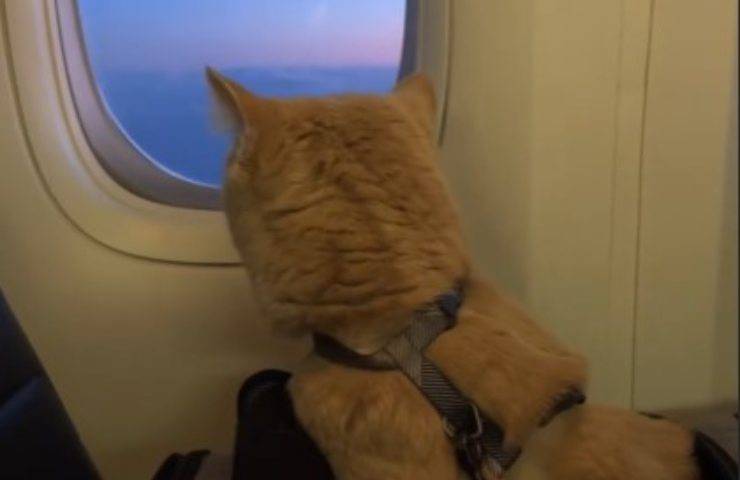 Gatto guarda da oblò