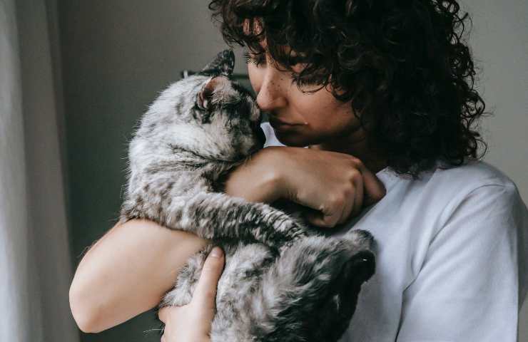 Gatto in braccio
