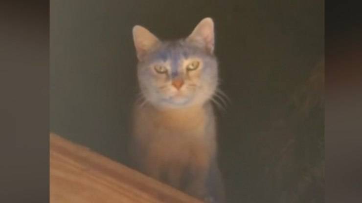 gatto va in soffitta video