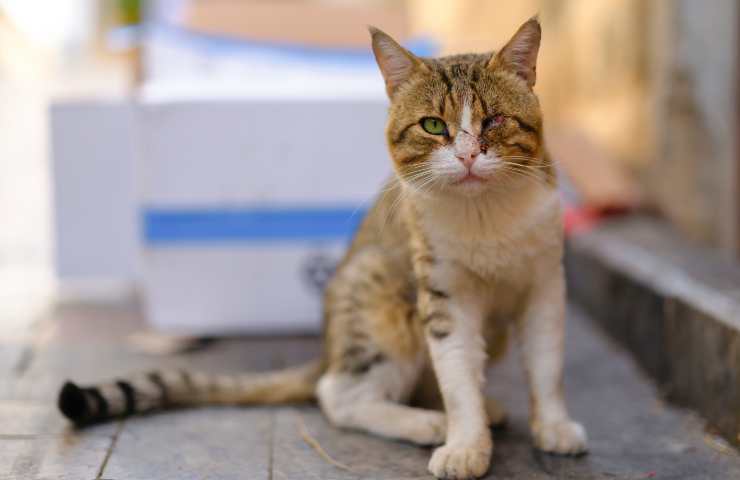 Gatto in strada 