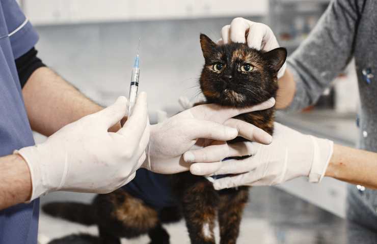 Gatto malato