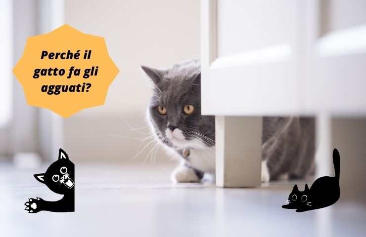 Gatto nascosto
