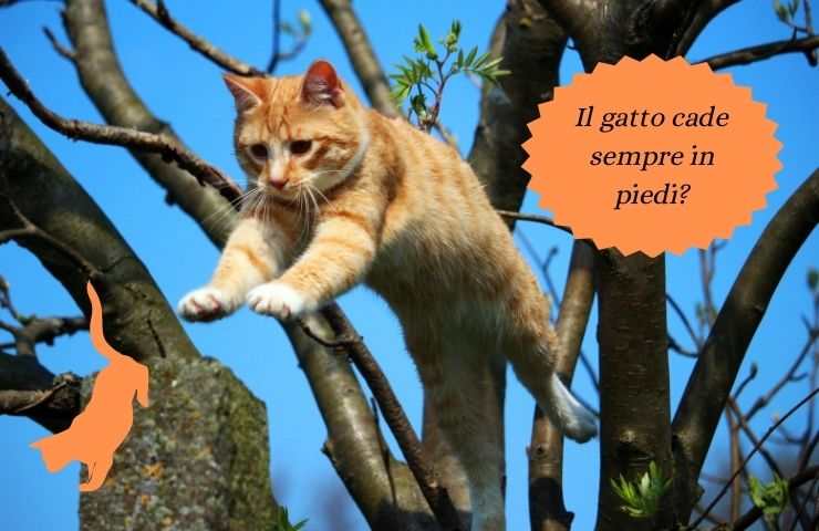 Gatto salta