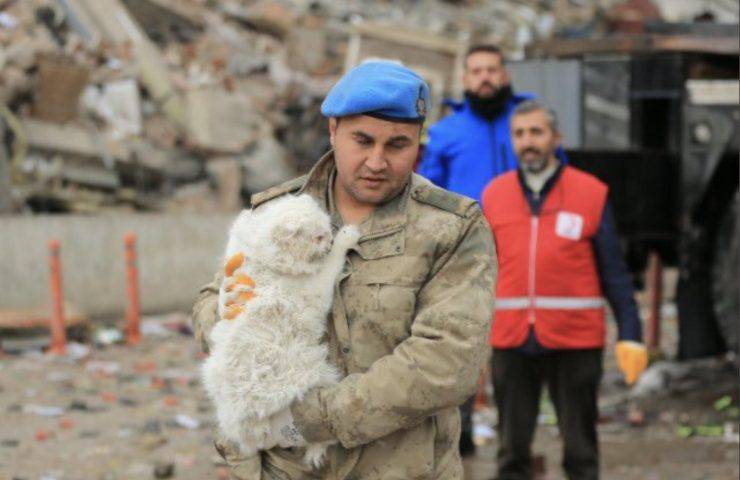 Gatto salvato terremoto Turchia