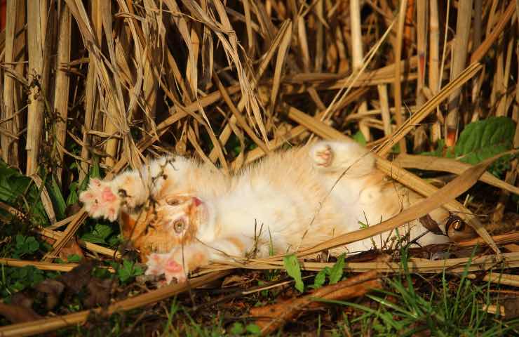 veleno cani gatti venduto