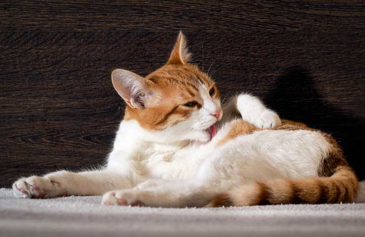 Gatto si lecca