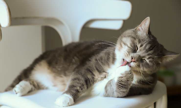 Gatto si lecca