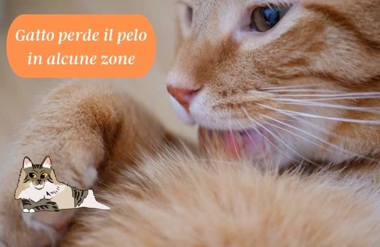 Gatto si lecca
