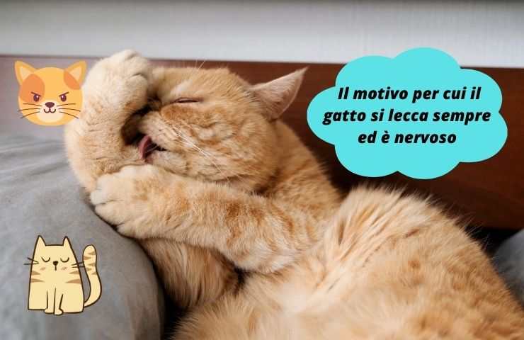 Gatto si lecca sempre