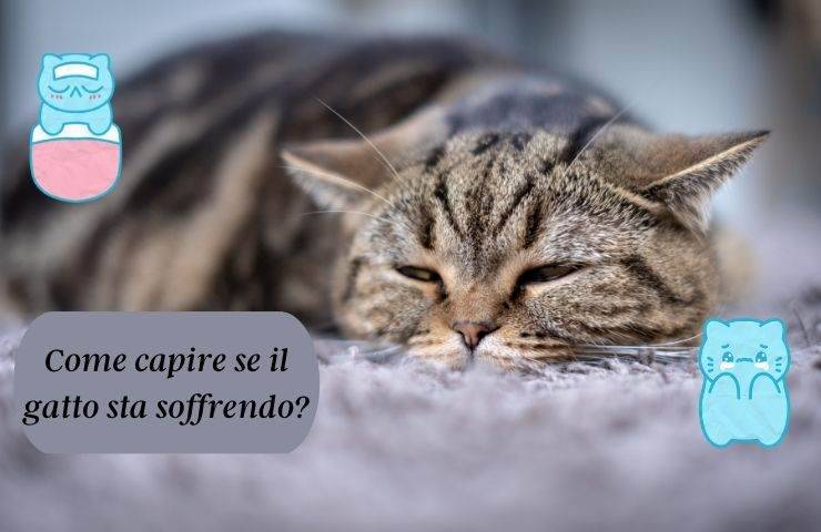 Gatto soffre