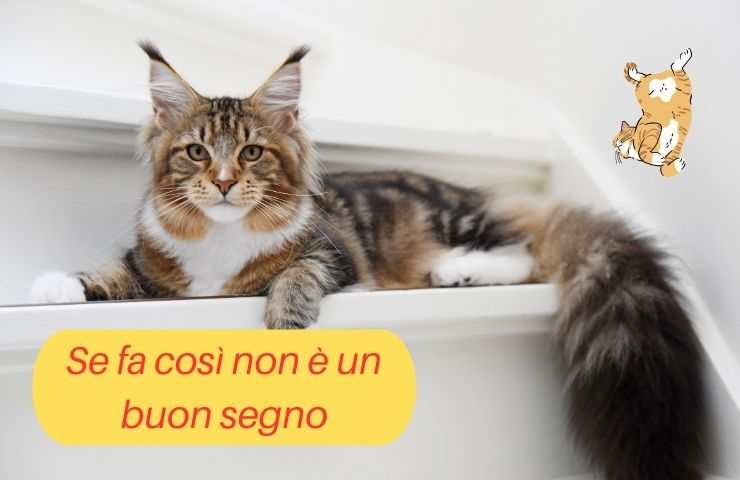 Gatto sugli scalini