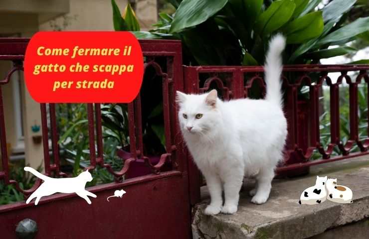 Gatto sul muretto