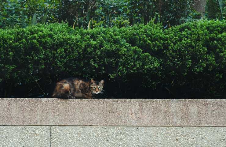 Gatto sul muro