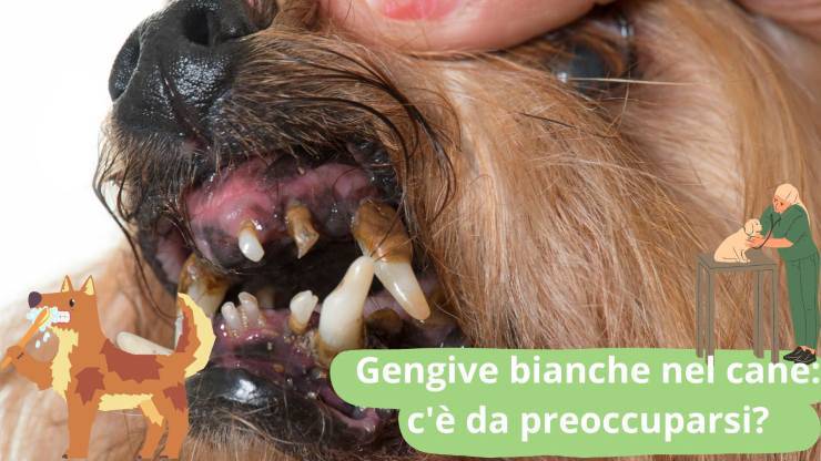 Gengive del cane