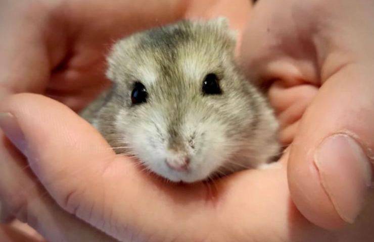 veterinario opera criceto