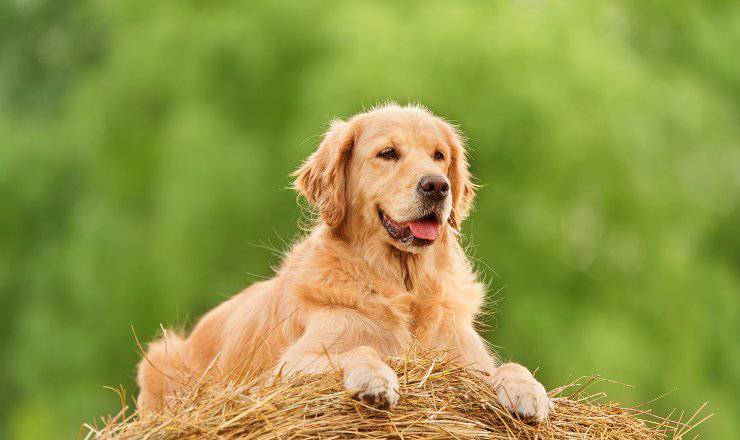 golden retriever