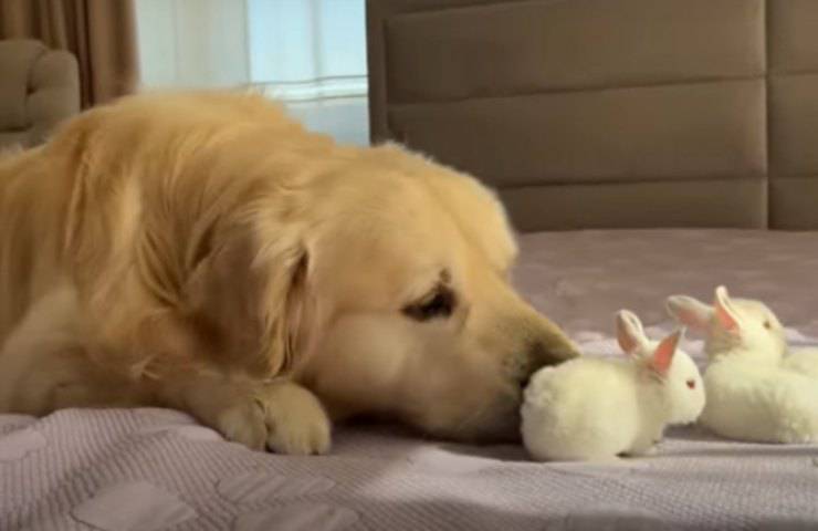 Golden Retriever coniglietti incontro