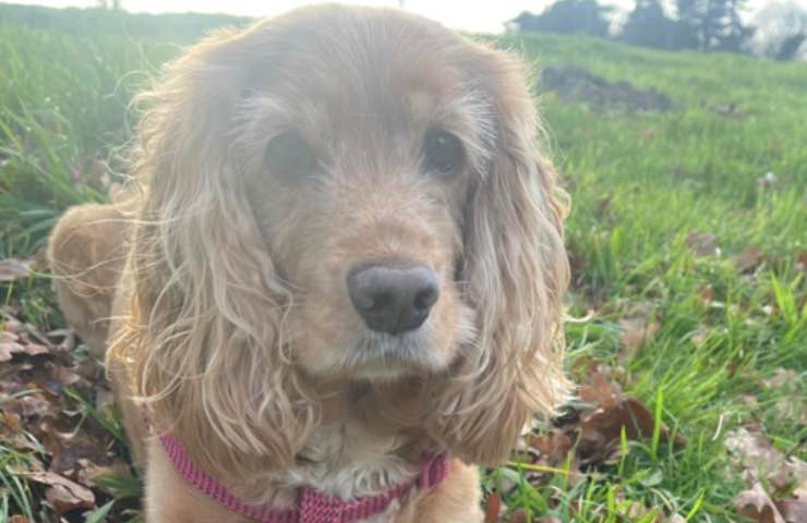 cane cibo terra soffocare