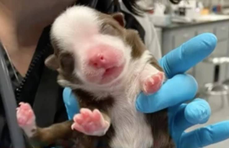 cucciolo malformato nasce miracolo